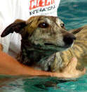 Swimming Greyhound Andy from Many, a CGRF pilot