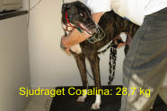 esk greyhound dostihov federace - Cosalina