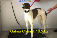 esk greyhound dostihov federace - Chanel