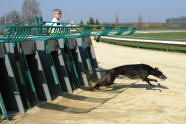 esk greyhound dostihov federace - start Cato