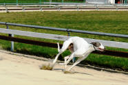 esk greyhound dostihov federace - White b
