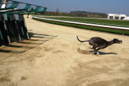 esk greyhound dostihov federace - Viola startuje
