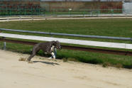 esk greyhound dostihov federace - Viola b