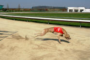 esk greyhound dostihov federace - start Scotty