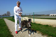 esk greyhound dostihov federace - Cosalina ped startem