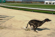 esk greyhound dostihov federace - start Cosalina