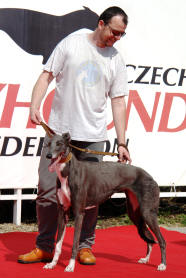 esk greyhound dostihov federace - Viola - dekorovn