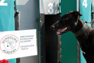 esk greyhound dostihov federace - Dole v Greyhound Schooling Academy