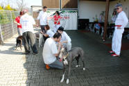 esk greyhound dostihov federace - ped paddockem