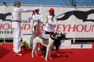 esk greyhound dostihov federace - oslava narozenin