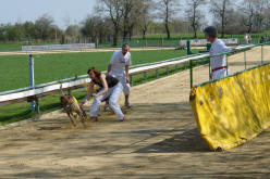 esk greyhound dostihov federace - Second Dual Racing 2009 - klidn dobh