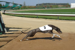 esk greyhound dostihov federace - Second Dual Racing 2009 - Katatjutas Viola DAmore