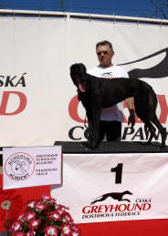 esk greyhound dostihov federace - Second Dual Racing 2009 - Stormy Cassandra s trenrem