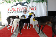 esk greyhound dostihov federace - Second Dual Racing 2009  - chrt smeka