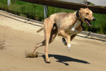 Chrt greyhound na dostihov drze Praskaka