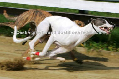 Greyhound White Elbony - Mistrem ČR už počtvrté