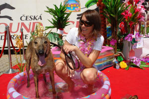 Swift Cruise v bazénku - dostihy chrtů greyhoundů na dostihové dráze Praskačka - Česká greyhound dostihová federace