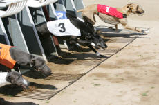 Sprint race 1 - dostihy chrtů greyhoundů na dostihové dráze Praskačka - Česká greyhound dostihová federace