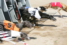 Sprint race 2 - dostihy chrtů greyhoundů na dostihové dráze Praskačka - Česká greyhound dostihová federace