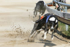 Sprint race 5 - dostihy chrtů greyhoundů na dostihové dráze Praskačka - Česká greyhound dostihová federace