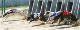 Sprint race 6 - dostihy chrtů greyhoundů na dostihové dráze Praskačka - Česká greyhound dostihová federace