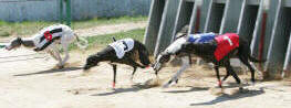Sprint race 7 - dostihy chrtů greyhoundů na dostihové dráze Praskačka - Česká greyhound dostihová federace