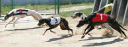 Sprint race 8 - dostihy chrtů greyhoundů na dostihové dráze Praskačka - Česká greyhound dostihová federace