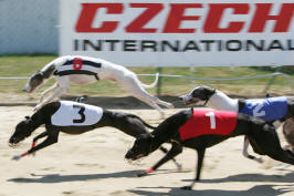 Sprint race 10 - dostihy chrtů greyhoundů na dostihové dráze Praskačka - Česká greyhound dostihová federace