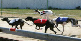 Sprint race 13 - dostihy chrtů greyhoundů na dostihové dráze Praskačka - Česká greyhound dostihová federace