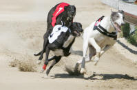 Sprint race 16 - dostihy chrtů greyhoundů na dostihové dráze Praskačka - Česká greyhound dostihová federace
