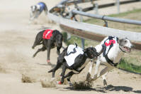 Sprint race 17 - dostihy chrtů greyhoundů na dostihové dráze Praskačka - Česká greyhound dostihová federace