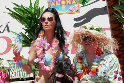 Havajský relax s NewMac Dior - dostihy chrtů greyhoundů na dostihové dráze Praskačka - Česká greyhound dostihová federace